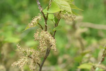 Mulberry flowers. Moraceae deciduous shrub. Around April, pale yellow florets are attached to the spikes.