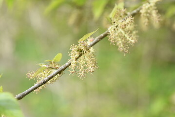 Mulberry flowers. Moraceae deciduous shrub. Around April, pale yellow florets are attached to the spikes.