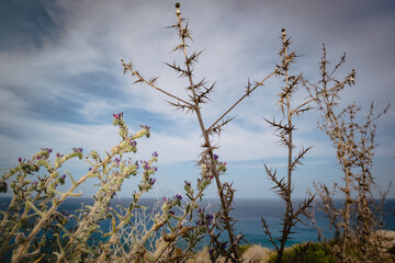 Summer landscape in Cyprus. Grass flowers close-up on the background of the sea