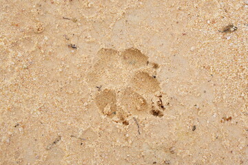 Dog footprints on the sand