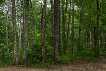 In the Forest of Great Smoky Mountains National Park, Tennessee