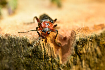 A soft-boiled beetle or Cantharidae is shot close-up perched on a stump.