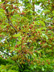 Morus nigra ou mûrier noir, arbre à couronne ronde, cultivé pour ses petites mûres oblongues, rouge, noir et violet foncé dans un feuillage luxuriant vert luisant