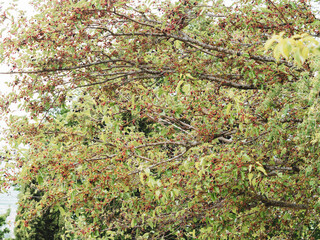 Morus nigra | Mûrier noir ou la baie noire, arbre fruitier produisant des mûres de forme oblongue noires à pourpre violacé, au feuillage cordiforme, denté, vert luisant