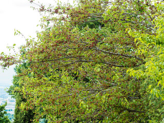 Morus nigra ou mûrier noir, arbre fruitier aux branches étalées, rameaux courts brun et vert-olive portant de fruits ou grosses oblongues, rouge, noir à pourpre foncé