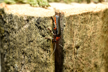Firefighter beetle, side view, which hid in a crack in a stump.