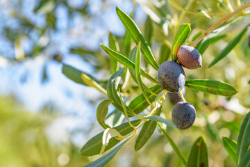 Closeup view of ripe black olives on olive tree.