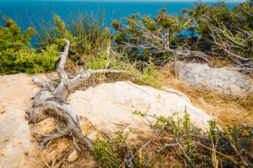 Fototapeta na wymiar Summer landscape in Cyprus. Grass and flowers close-up on the background of the sea
