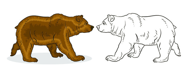 Animals, bear. Black and white and color image. Coloring book for children. Vector drawing.