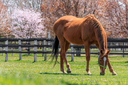 競走馬 Images Browse 1 391 Stock Photos Vectors And Video Adobe Stock 競走馬 Images Browse 1 391 Stock Photos Vectors And Video Adobe Stock