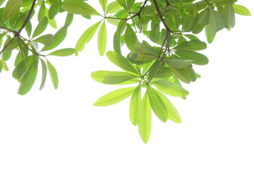 green leaves on a white background.