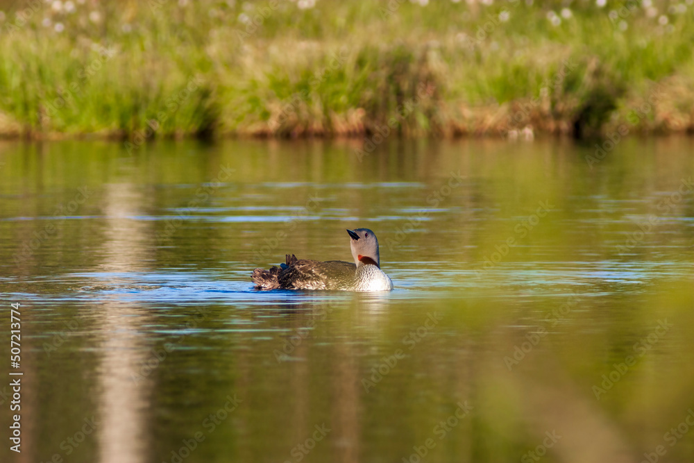 Wall mural Red-throated loon looking up