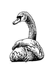 Vector swan isolated on white, graphical drawing 