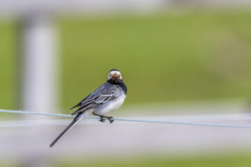 Wagtail with its beak full of insects that look toward us