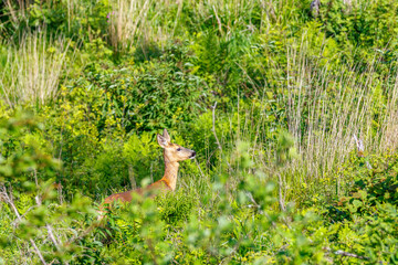 Roe deer standing among the bushes on an old clearcut in summer greenery