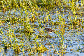Walking Wood Sandpiper in a wetland with grass straw in spring