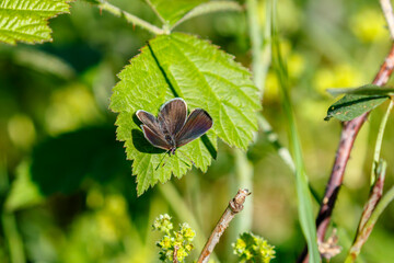 Geranium argus butterfly on a leaf