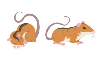 Field Mouse as Small Rodent with Long Tail and Dorsal Black Stripe Cuddling and Sitting Vector Set