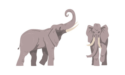 Standing Elephant as Large African Animal with Trunk, Tusks, Ear Flaps and Massive Legs Vector Set