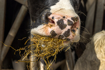 Close up of a cow's nose and mouth, eating hay and straw, in stable at feeding time, mouthfull
