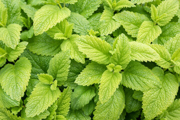 Lemonella lemon balm plant top view, outside. Ornamental lemon-scented herb with lush green and yellow leaves. Known as balm gentle or Melissa officinalis. Used in balms, teas, food and medicinal.