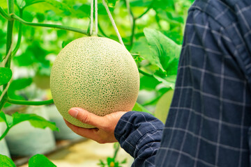Farmer is checking the quality of the melon at farm. smart farmer agricultural system in greenhouse. hands holding melon.