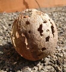 Coconut skull naturally changed