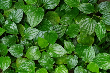 betel leaf is a medicinal plant used for cooking