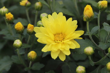 日本の秋の庭に咲く黄色いスプレーマムの花