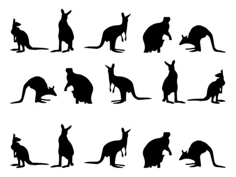 Kangaroo Vector Design. Kangaroo Silhouette Vector. Kangaroo Royalty Free Vector Image. Kangaroo Vector Art and Graphics