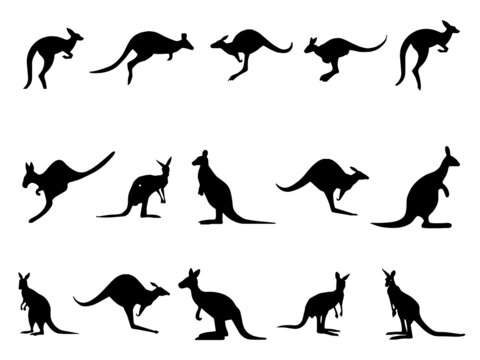 Kangaroo vectors free download. Kangaroo Vector Images. Australia symbol kangaroo Royalty Free Vector Image. Kangaroo Image