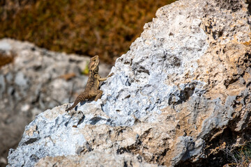 Portrait of a Cypriot lizard on a white stone. Natural habitat