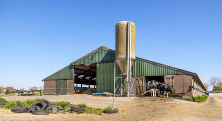 Fototapeta na wymiar Barn and cows, farm landscape with livestock in the netherlands. Dutch countryside and blue sky
