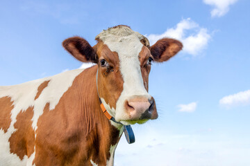 Cow looking friendly, portrait of the head, face mature and calm