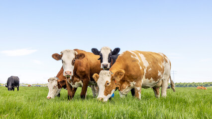 Fototapeta na wymiar Row cows together in a field, happy and joyful and a blue cloudy sky, idyllic scene