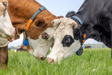 Two cows rubbing heads, lovingly and playful, cuddling or fighting, groninger blaarkop or fleckvieh together in a pasture, black red and white © Clara