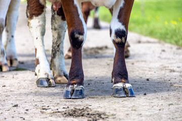 Cow hooves of standing, a dairy cow on a path, red brown and white fur - obrazy, fototapety, plakaty