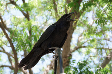 Close-up view of a big aggressive corvus corax western raven