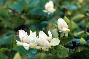 white lotus flower (white lotus flower)