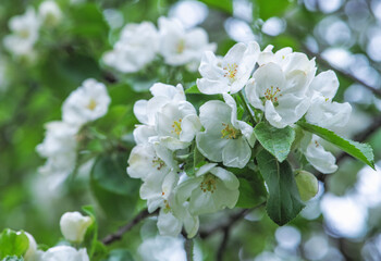 Blooming apple tree in spring time