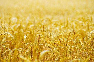 Fields of wheat at the end of summer fully ripe