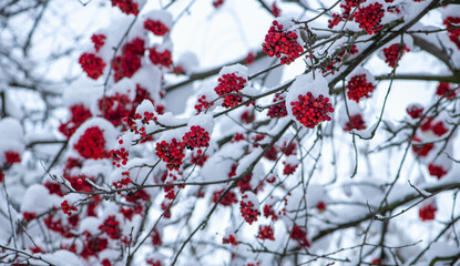 Background with a mountain ash cluster in snow