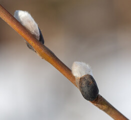 Buds on willow branches in nature.