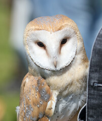 Portrait of an owl in nature.