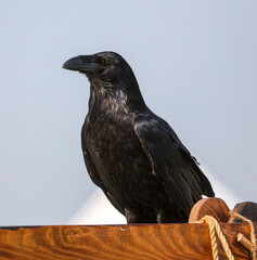 Portrait of a black crow against a sky