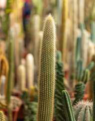 Cactus plant in the arboretum.