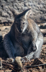 Kangaroo in the zoo in spring.