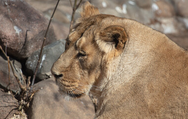 Portrait of a lioness in the zoo.