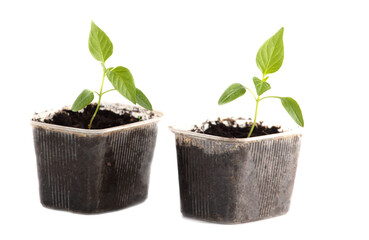 Small paprika sprout isolated on white background.