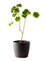 Houseplant in a pot on a white